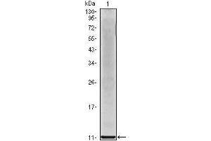 Western Blot showing IL8 antibody used against IL8 recombinant protein. (IL-8 anticorps)