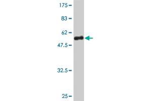 Western Blot detection against Immunogen (41.
