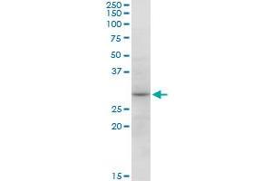 SNX12 MaxPab polyclonal antibody. (SNX12 anticorps  (AA 1-172))