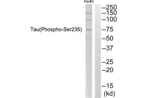 Western blot analysis of extracts from HuvEc cells, using Tau (Phospho-Ser235) Antibody. (tau anticorps  (pSer235))