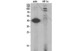 Western Blot (WB) analysis of specific cells using HIF-1alpha Polyclonal Antibody. (HIF1A anticorps  (Internal Region))