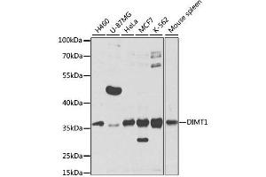 Western blot analysis of extracts of various cell lines, using DIMT1 antibody. (DIMT1 anticorps  (AA 1-126))