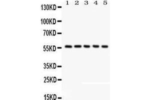 Anti- CREB3L1 Picoband antibody, Western blotting All lanes: Anti CREB3L1  at 0. (CREB3L1 anticorps  (AA 1-204))