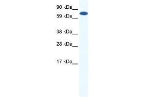 CBFA2T2H antibody used at 0.
