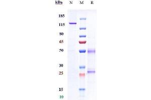 Anti-NGF / bNGF Reference Antibody (fulranumab) on SDS-PAGE under reducing (R) condition.