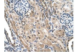 FLJ22167 antibody was used for immunohistochemistry at a concentration of 4-8 ug/ml to stain Epithelial cells of renal tubule (arrows) in Human Kidney. (FLJ22167 (N-Term) anticorps)
