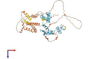 AlphaFold protein structure predicition of Mouse Recombinant Bcl6b Protein, UniprotID O88282