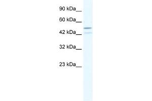 WB Suggested Anti-TAF5L Antibody Titration:  2. (TAF5L anticorps  (N-Term))