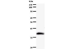 Western Blotting (WB) image for anti-Polymerase (RNA) I Polypeptide D, 16kDa (POLR1D) antibody (ABIN931069) (POLR1D anticorps)