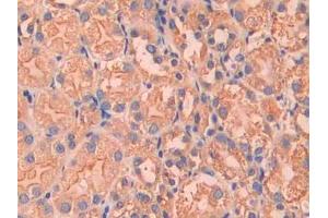 DAB staining on IHC-P; Samples: Mouse Kidney Tissue (Factor VII anticorps  (AA 315-433))