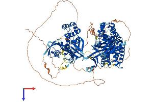 AlphaFold protein structure predicition of Human Recombinant FARP1 Protein, UniprotID Q9Y4F1