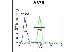 Flow cytometric analysis of A375 cells (right histogram) compared to a negative control cell (left histogram).