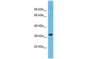 Western Blotting (WB) image for anti-Olfactory Receptor, Family 1, Subfamily L, Member 4 (OR1L4) (C-Term) antibody (ABIN2791715)