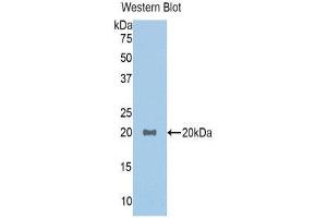 Western Blotting (WB) image for anti-Growth Differentiation Factor 1 (GDF1) (AA 183-357) antibody (ABIN1858981) (GDF1 anticorps  (AA 183-357))