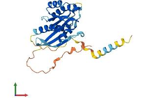 AlphaFold protein structure predicition of Human Recombinant RASL11B Protein, UniprotID Q9BPW5