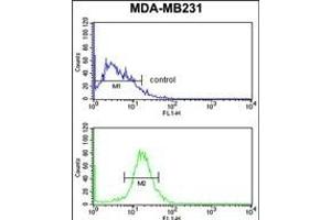 NKX3-1 Antibody (Center) (ABIN652945 and ABIN2842604) flow cytometry analysis of MDA-M cells (bottom histogram) compared to a negative control cell (top histogram). (NKX3-1 anticorps  (AA 118-145))