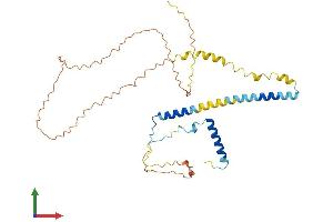 AlphaFold protein structure predicition of Human Recombinant RSRC1 Protein, UniprotID Q96IZ7