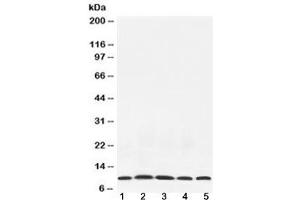 Western blot testing of 1) rat testis, 2) mouse thymus, 3) mouse brain, 4) human HeLa and 5) human MCF7 lysate with NEDD8 antibody at 0. (NEDD8 anticorps  (AA 20-60))
