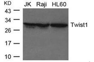 Western blot analysis of extracts from JK, Raji and HL-60 cells using Twist1 Antibody. (TWIST1 anticorps)
