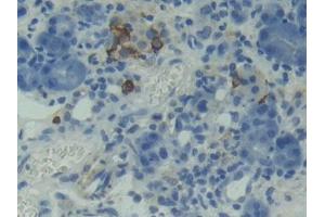 Used in DAB staining on fromalin fixed paraffin- embedded testis tissue