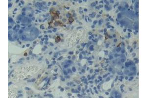 Used in DAB staining on fromalin fixed paraffin- embedded testis tissue (TNFRSF13C anticorps  (AA 45-169))