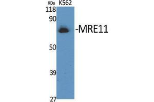 Western Blot (WB) analysis of specific cells using MRE11 Polyclonal Antibody.