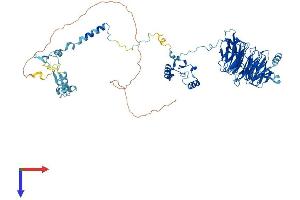AlphaFold protein structure predicition of Mouse Recombinant Bop1 Protein, UniprotID P97452