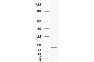 Validation with Western Blot