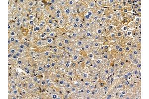 ABIN7094322 and ABIN7098369 at 1/100 staining mouse liver tissue by IHC-P. (KIF26B anticorps  (Internal Region))