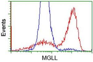HEK293T cells transfected with either RC218358 overexpress plasmid (Red) or empty vector control plasmid (Blue) were immunostained by anti-MGLL antibody (ABIN2454562), and then analyzed by flow cytometry. (MGLL anticorps)