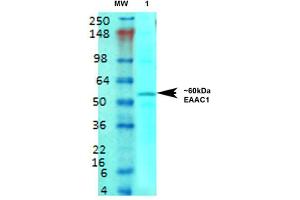 Western Blot analysis of Rat brain membrane lysate showing detection of EAAT3 protein using Mouse Anti-EAAT3 Monoclonal Antibody, Clone S180-41 . (SLC1A1 anticorps  (AA 1-524) (APC))