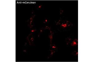 Immunofluorescence (IF) image for anti-mCerulean Fluorescent Protein antibody (ABIN7273086) (mCerulean Fluorescent Protein anticorps)