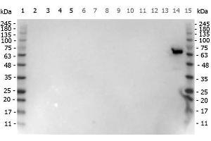 Western Blot of Goat anti-Luciferase antibody.