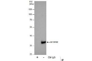 IP Image Immunoprecipitation of MTHFD2 protein from 293T whole cell extracts using 5 μg of MTHFD2 antibody [N1C3], Western blot analysis was performed using MTHFD2 antibody [N1C3], EasyBlot anti-Rabbit IgG  was used as a secondary reagent. (MTHFD2 anticorps)
