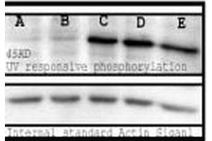 Western blot analysis of Mouse Spleen lysates showing detection of Phosphoserine protein using Rabbit Anti-Phosphoserine Polyclonal Antibody . (Phosphoserine anticorps  (Biotin))