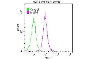 Overlay histogram showing Jurkat cells stained with ABIN7127625 (red line) at 1:50.