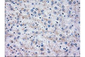 Image no. 1 for anti-Oxidative-Stress Responsive 1 (OXSR1) antibody (ABIN1499946)