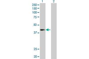 Western Blot analysis of NEIL2 expression in transfected 293T cell line by NEIL2 MaxPab polyclonal antibody. (NEIL2 anticorps  (AA 1-332))