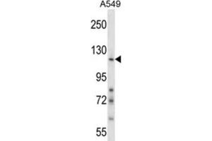 Western Blotting (WB) image for anti-Nidogen 1 (NID1) antibody (ABIN2997986) (Nidogen 1 anticorps)