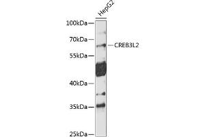 Western blot analysis of extracts of HepG2 cells, using CREB3L2 antibody  at 1:1000 dilution. (CREB3L2 anticorps  (AA 1-247))