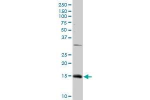 NDUFC2 MaxPab rabbit polyclonal antibody.