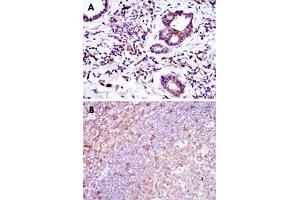 Immunohistochemical analysis of paraffin-embedded human prostate tissues (A) and tonsil tissues (B) using BID monoclonal antibody, clone 3C5  with DAB staining.