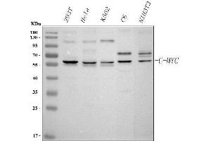 Western blot analysis of c-Myc using anti-c-Myc antibody (ABIN3043598). (c-MYC anticorps  (AA 257-439))