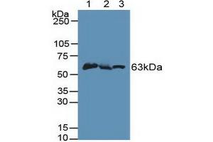Figure. (PINK1 anticorps  (AA 310-566))