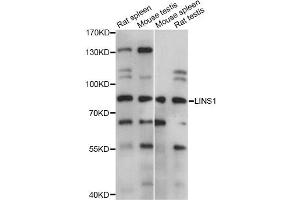 Western blot analysis of extracts of various cell lines, using LINS1 antibody (ABIN6294149) at 1:1000 dilution. (LINS anticorps)