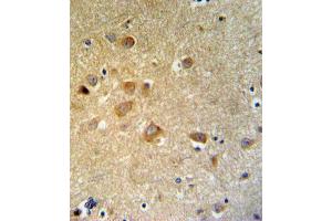 GTSE1 Antibody IHC analysis in formalin fixed and paraffin embedded brain tissue followed by peroxidase conjugation of the secondary antibody and DAB staining. (GTSE1 anticorps  (C-Term))