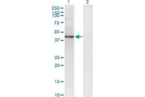 SEC63 antibody  (AA 631-728)