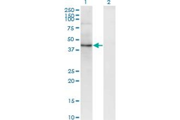SEC63 anticorps  (AA 631-728)