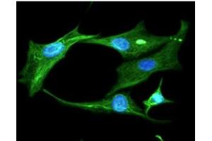 ICC/IF analysis of Clusterin in U87MG cells line, stained with DAPI (Blue) for nucleus staining and monoclonal anti-human Clusterin antibody (1:100) with goat anti-mouse IgG-Alexa fluor 488 conjugate (Green). (Clusterin anticorps)