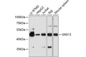 Western blot analysis of extracts of various cell lines, using SNX15 antibody  at 1:3000 dilution. (SNX15 anticorps  (AA 1-342))